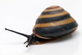 Caracolus sagemon Gran Piedra, Santiago de Cuba, Cuba mountain form adult, 35mm